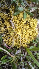 Vulpicida juniperinus