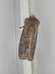 Orthosia garmani