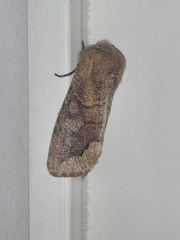 Orthosia garmani