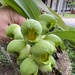 Catasetum luridum - Photo (c) Geovane Siqueira, some rights reserved (CC BY-NC), uploaded by Geovane Siqueira