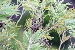 Dasineura rubiformis
