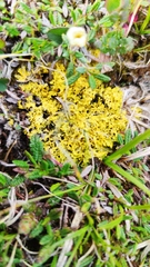 Vulpicida juniperinus