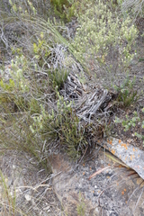 Protea denticulata