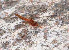 Crocothemis sanguinolenta