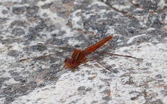 Crocothemis sanguinolenta