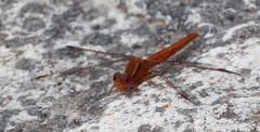 Crocothemis sanguinolenta