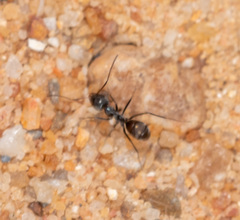 Iridomyrmex anceps