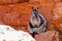 Petrogale lateralis