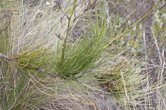 Anginon difforme