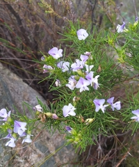 Psoralea laevigata