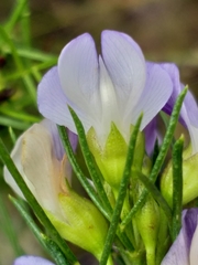 Psoralea laevigata