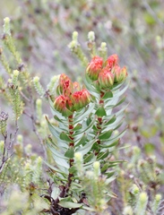 Lobostemon sanguineus