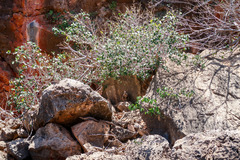Petrogale lateralis