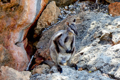 Petrogale lateralis