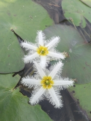 Nymphoides indica