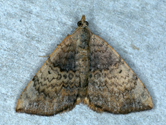 Chrysolarentia mecynata