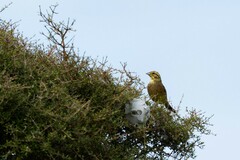 Emberiza citrinella caliginosa