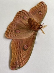 Opodiphthera loranthi