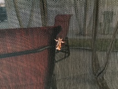 Callopistria floridensis