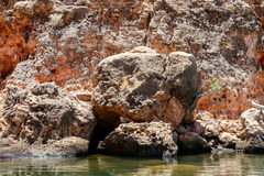 Petrogale lateralis