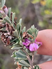 Indigofera flabellata
