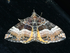 Chrysolarentia lucidulata