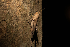 Oxycatantops spissus