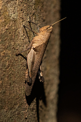 Oxycatantops spissus