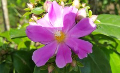 Pereskia grandifolia
