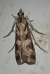 Nomophila corticalis