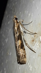 Nomophila corticalis