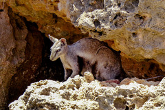 Petrogale lateralis