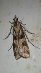 Nomophila corticalis