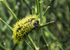 Leucanella viridescens