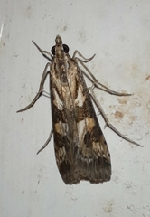 Nomophila corticalis
