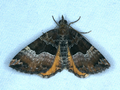 Chrysolarentia lucidulata