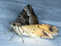 Chrysolarentia lucidulata