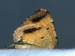 Chrysolarentia lucidulata