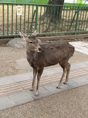 Cervus nippon