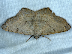 Dissomorphia australiaria