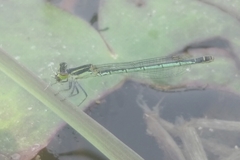 Agriocnemis kalinga