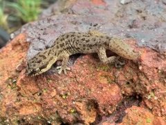 Pachydactylus geitje