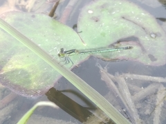 Agriocnemis kalinga
