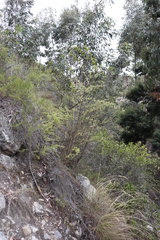 Asparagus rubicundus