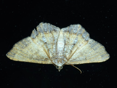 Dissomorphia australiaria