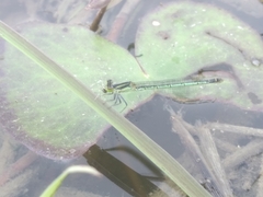 Agriocnemis kalinga