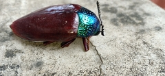 Sternocera