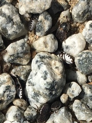Dermestes frischii