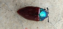 Sternocera