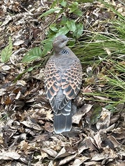 Streptopelia orientalis